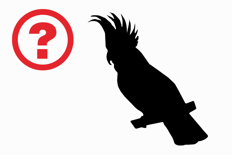 Alerte Découverte Oiseau Inconnu Avignon France