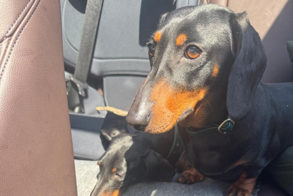 Verdwijningsalarm Hond  Vrouwtje , 3 jaar Robion Frankrijk